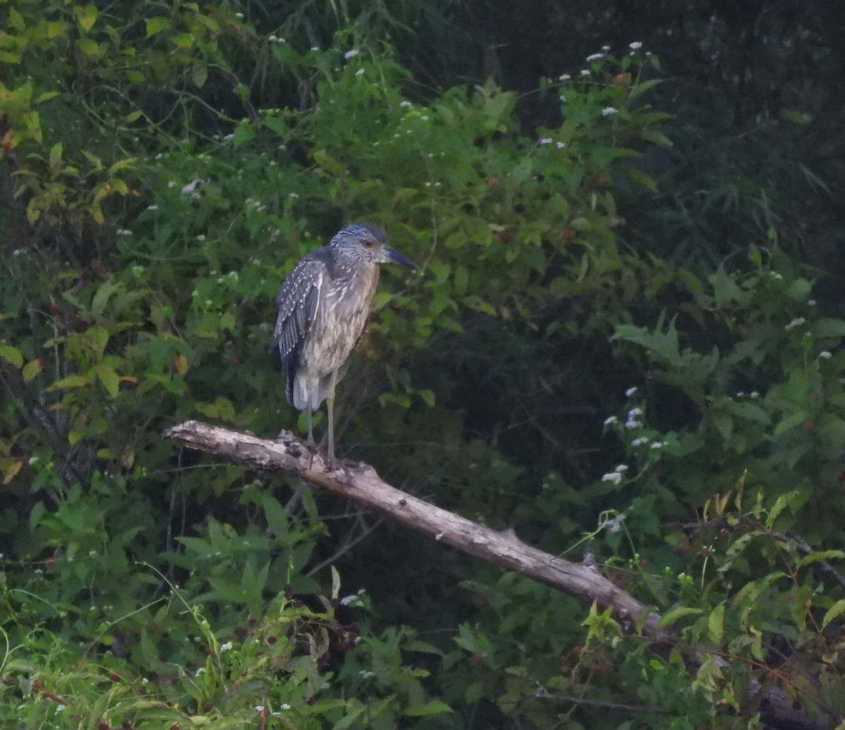 Yellow-crowned Night Heron - ML641557731