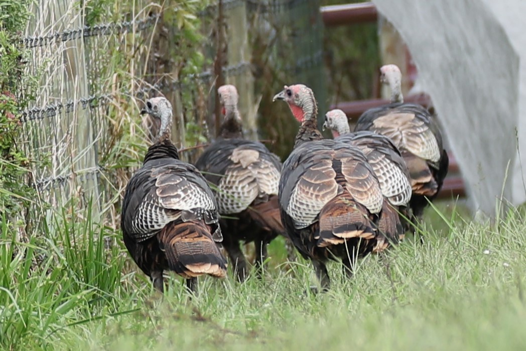 Wild Turkey - ML641557736