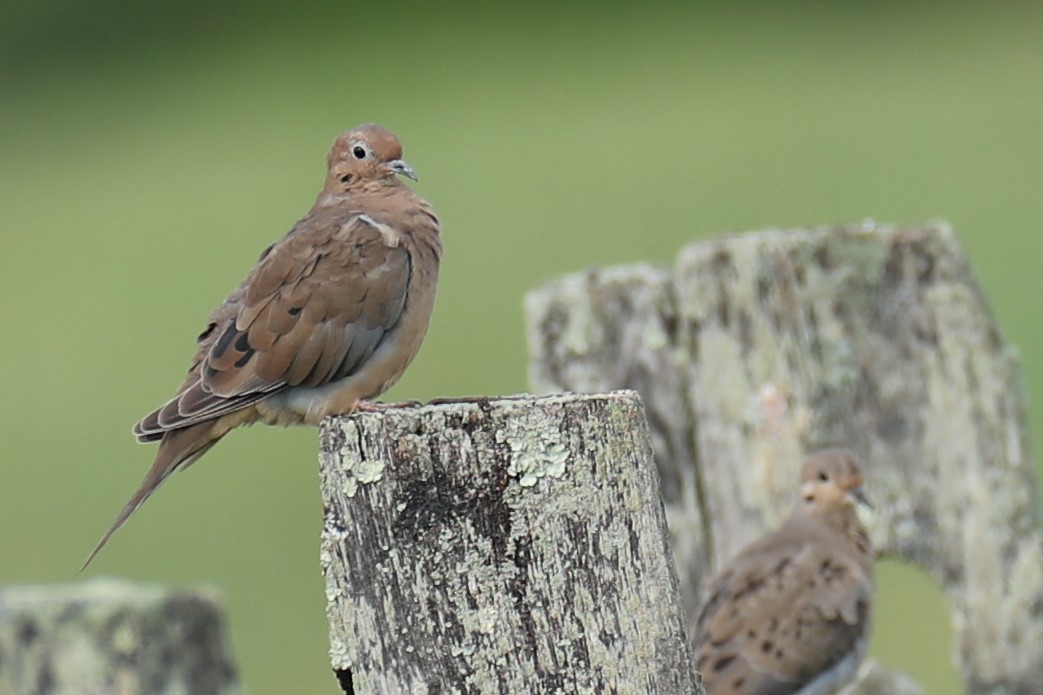 Mourning Dove - ML641557764