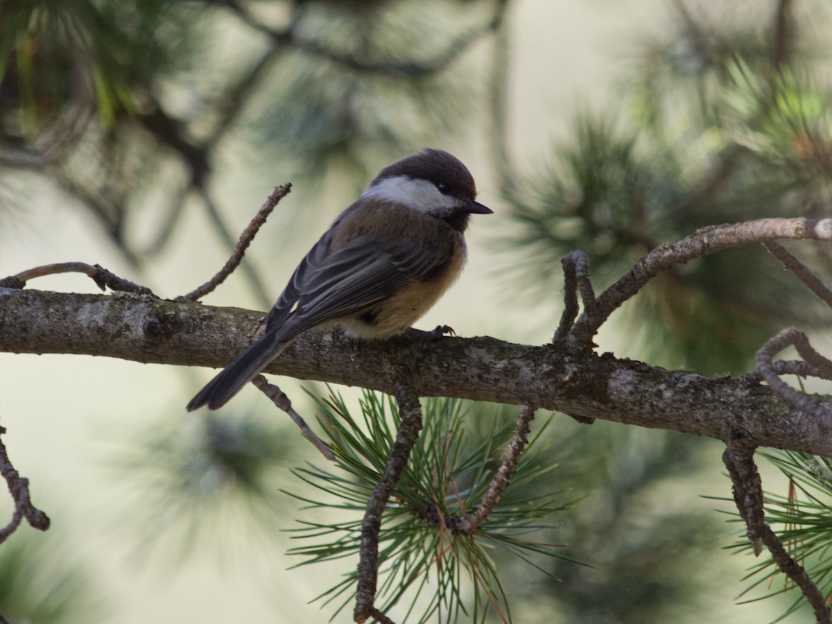 Gray-headed Chickadee - ML641557802