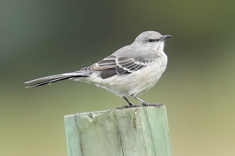 Northern Mockingbird - ML641557806