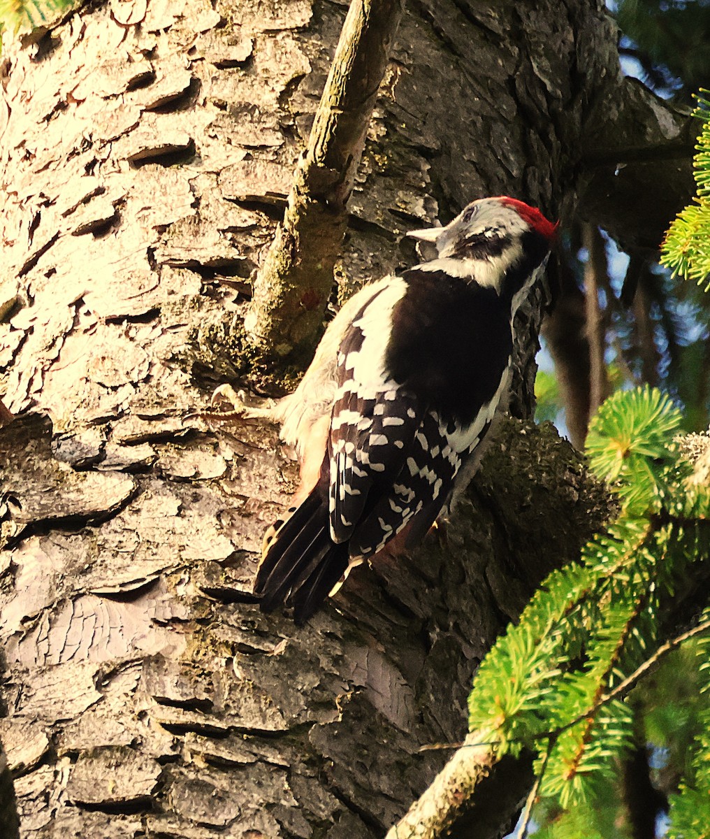 Middle Spotted Woodpecker - ML641557834