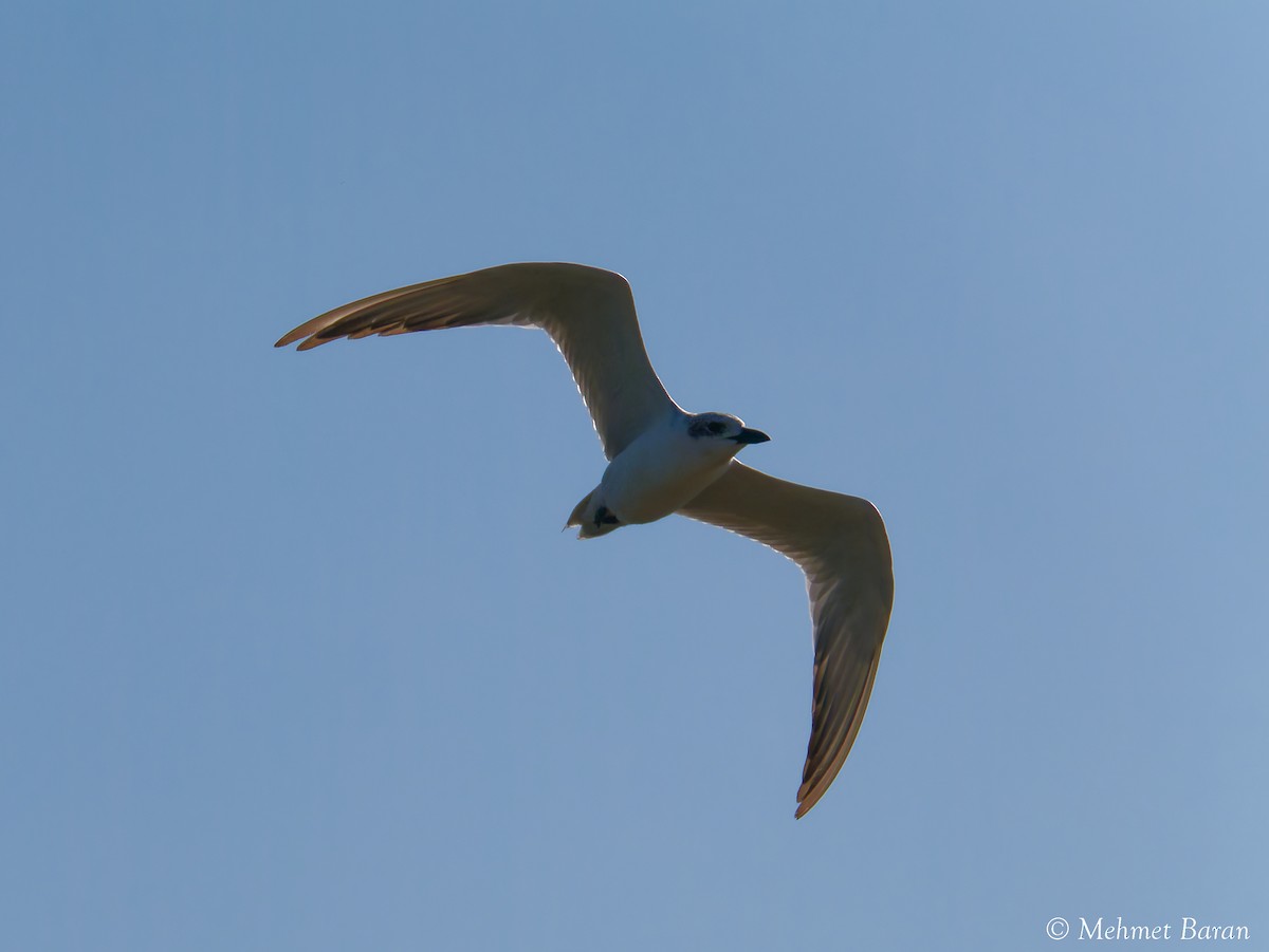 Gull-billed Tern - ML641557835