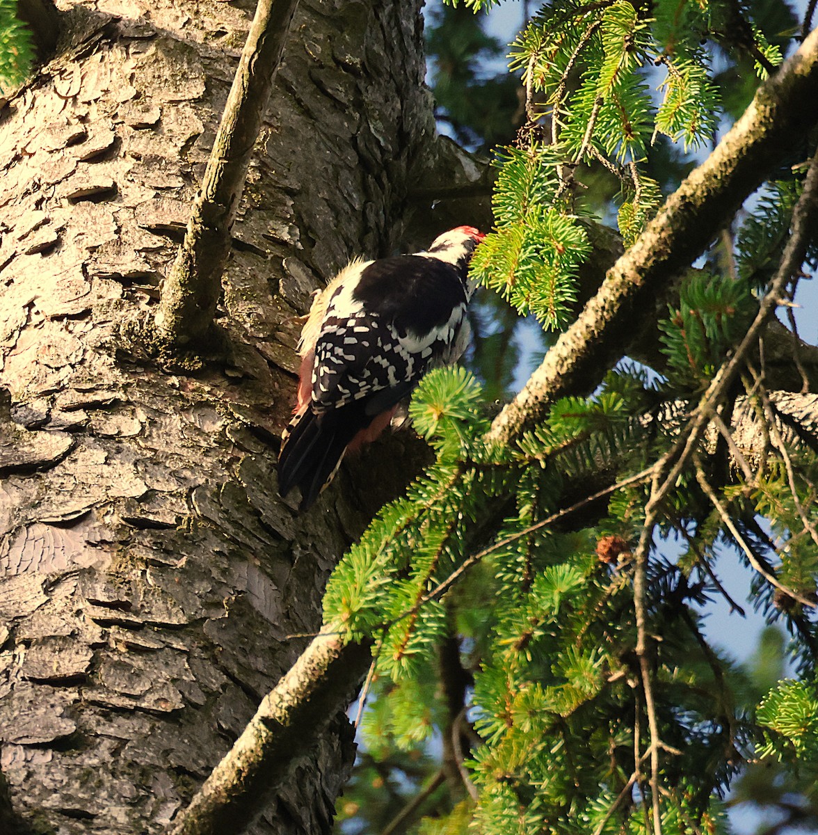 Middle Spotted Woodpecker - ML641557836