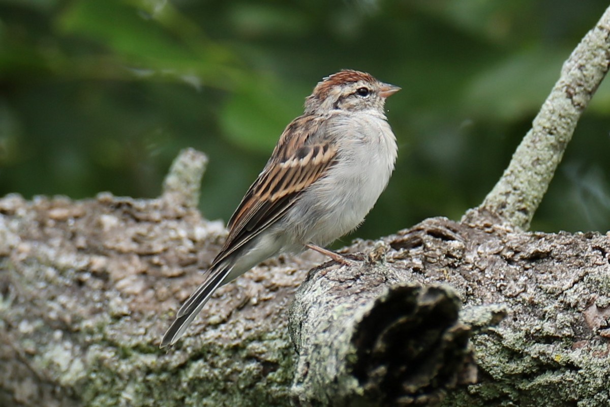 Chipping Sparrow - ML641557840