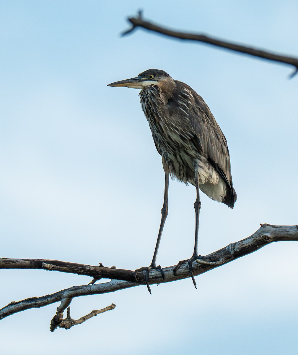 Great Blue Heron - ML641557845
