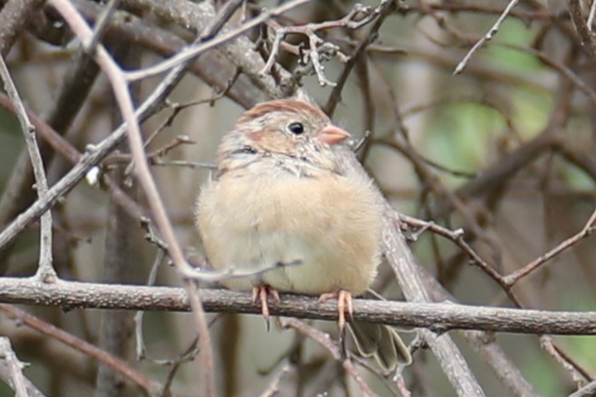 Field Sparrow - ML641557849
