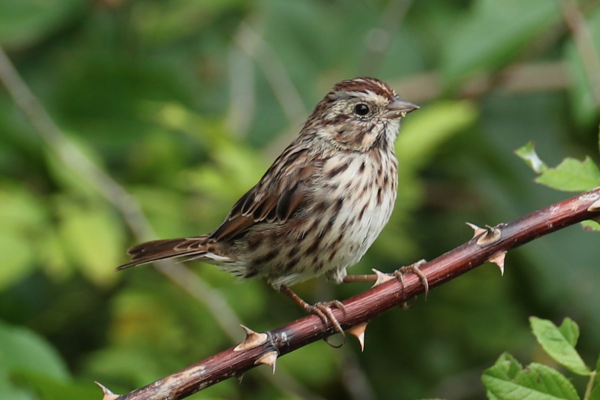 Song Sparrow - ML641557863