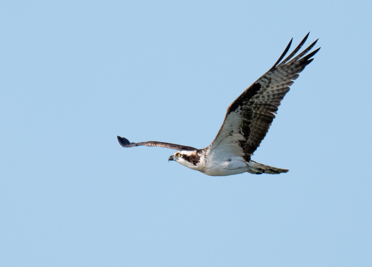 Falco pescatore - ML641557885