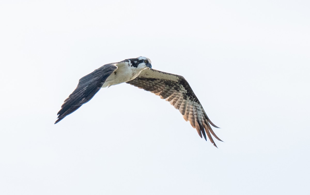 Falco pescatore - ML641557891