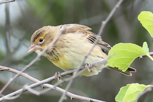 Dickcissel - ML641557896