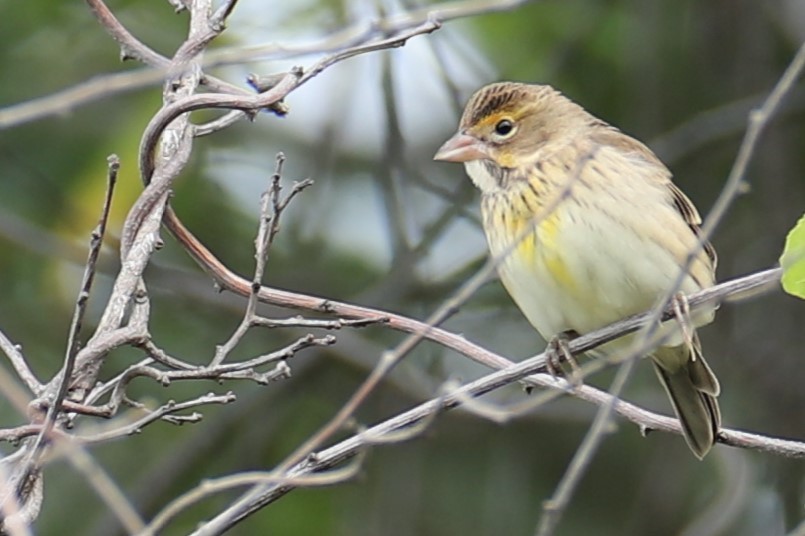 Dickcissel - ML641557906