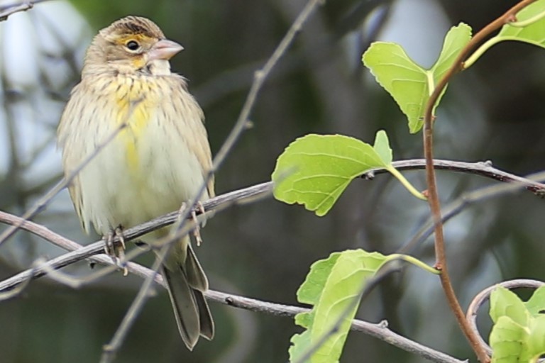 Dickcissel - ML641557916