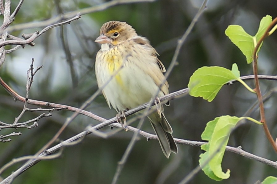 Dickcissel - ML641557923