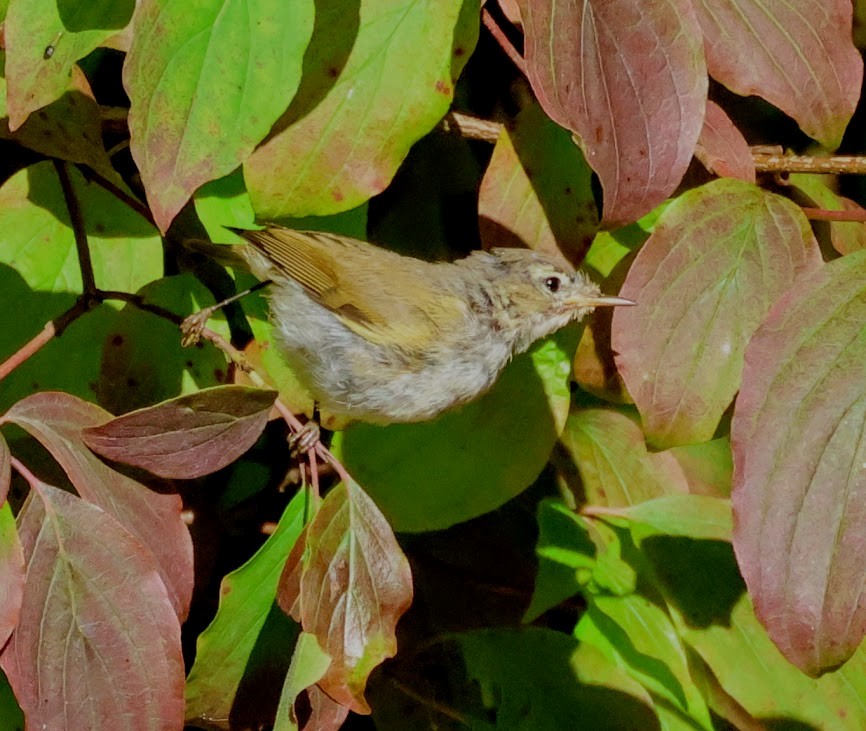 Common Chiffchaff - ML641557934