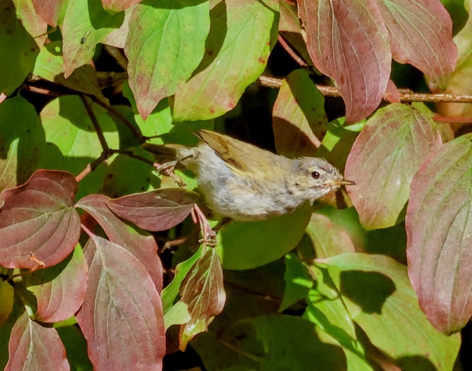 Common Chiffchaff - ML641557935