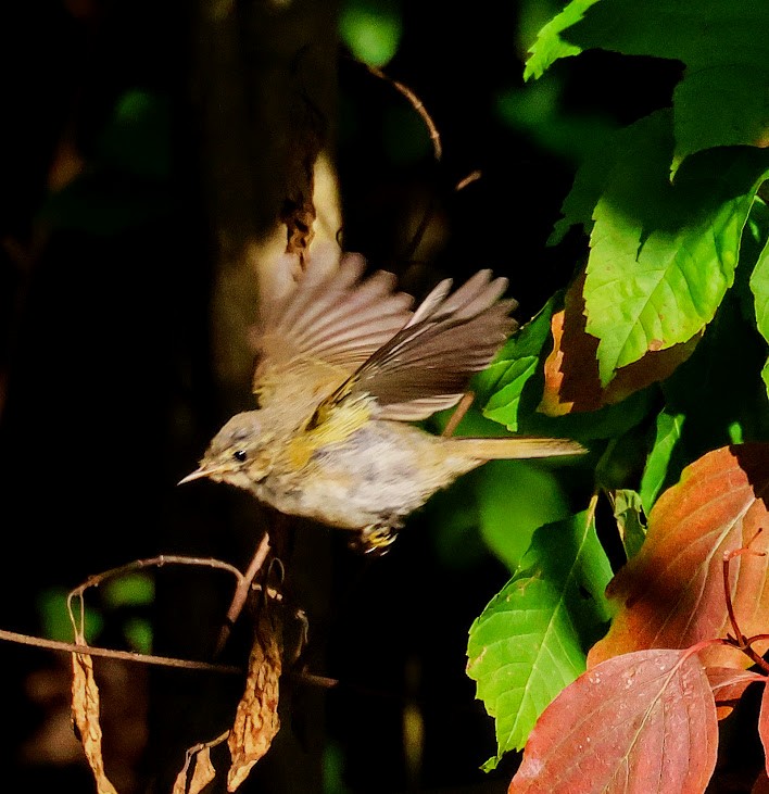 Common Chiffchaff - ML641557936