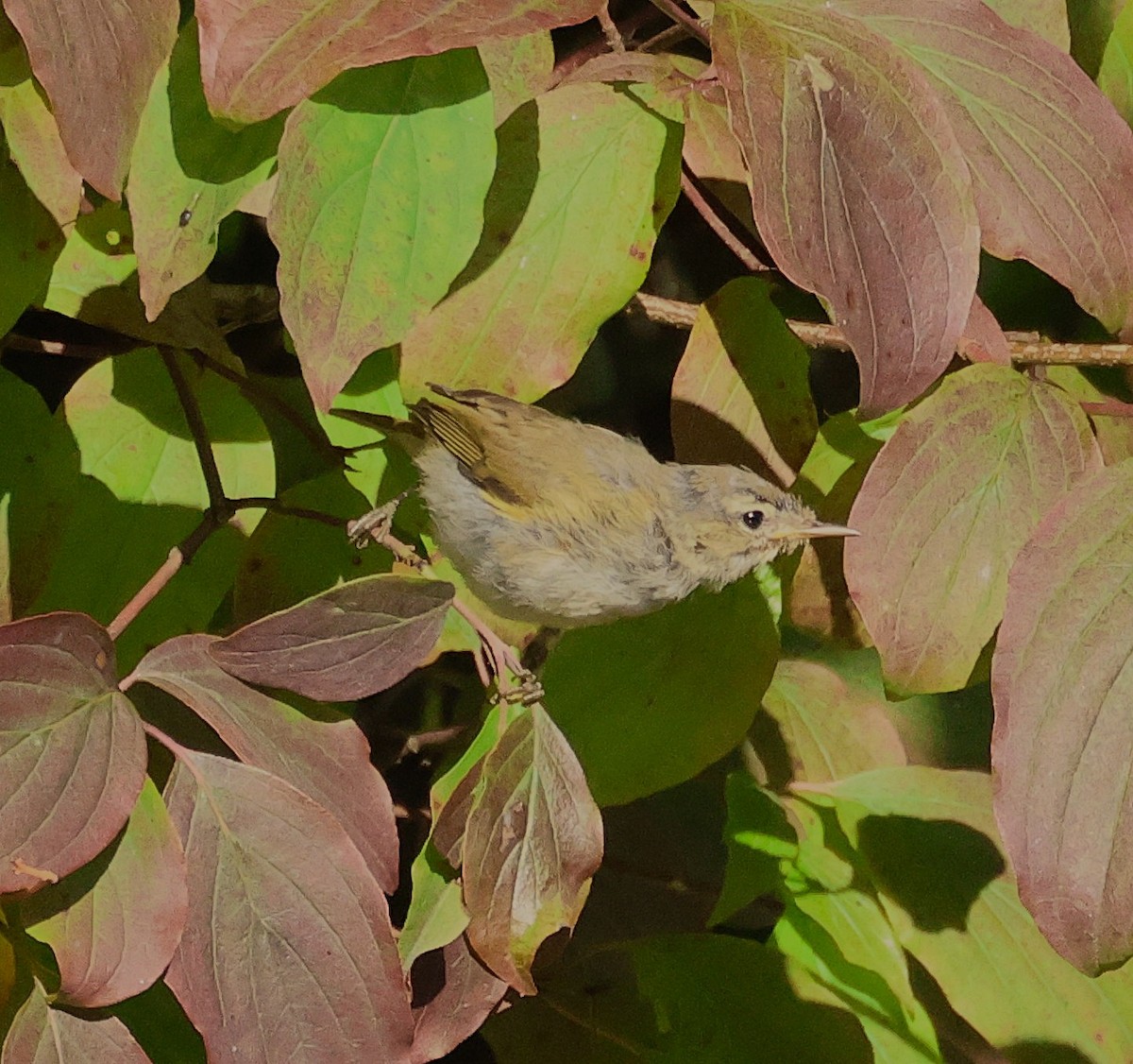 Common Chiffchaff - ML641557937