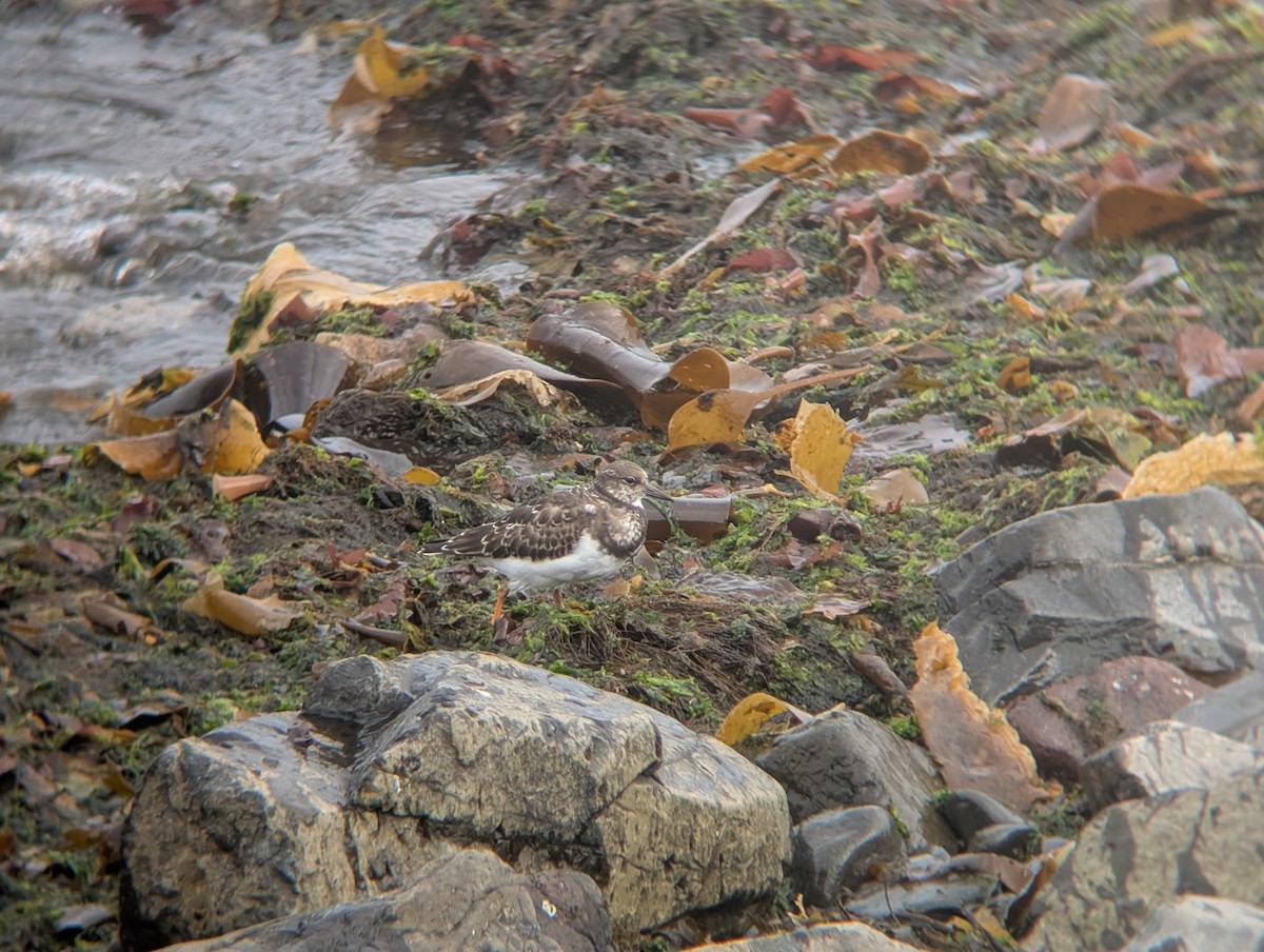 Ruddy Turnstone - ML641557951