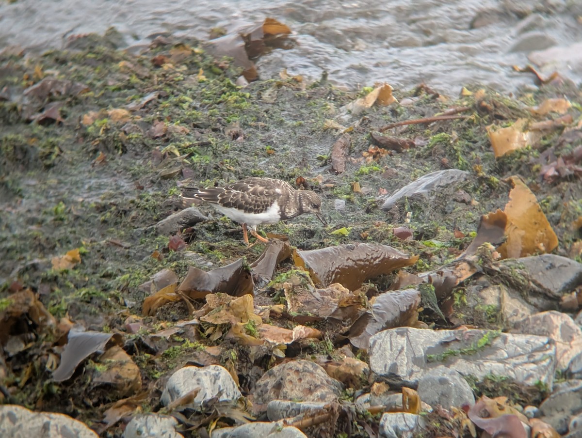 Ruddy Turnstone - ML641557952