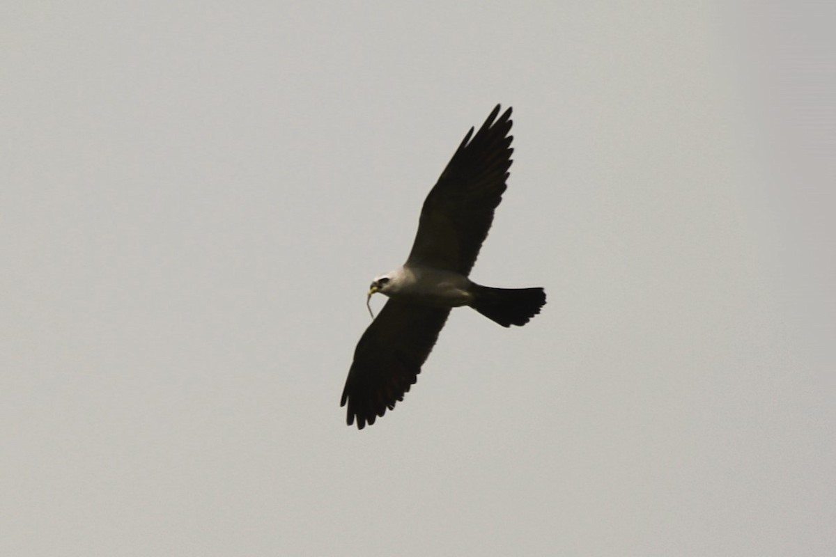 Mississippi Kite - ML641557965