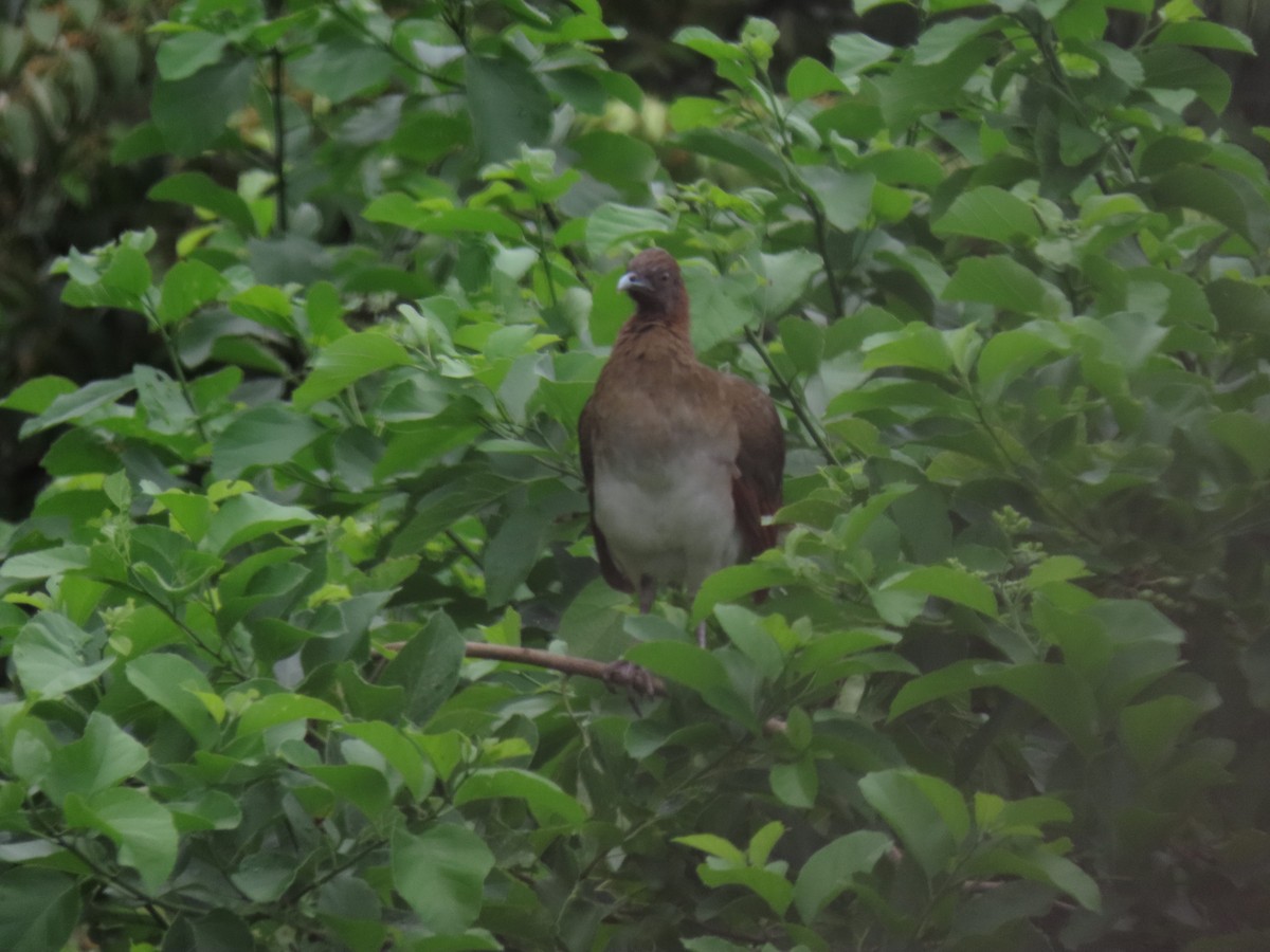 Chachalaca Alirroja - ML641557988