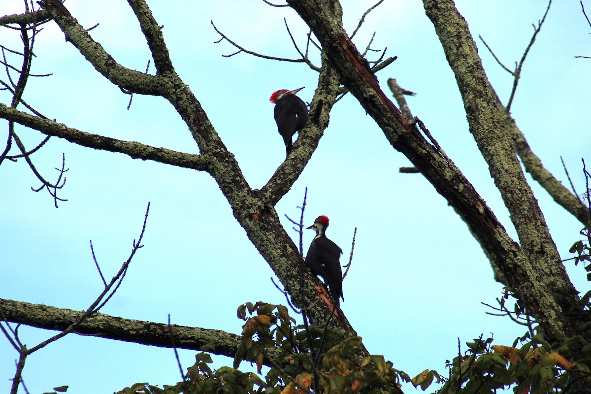 Pileated Woodpecker - ML641557999