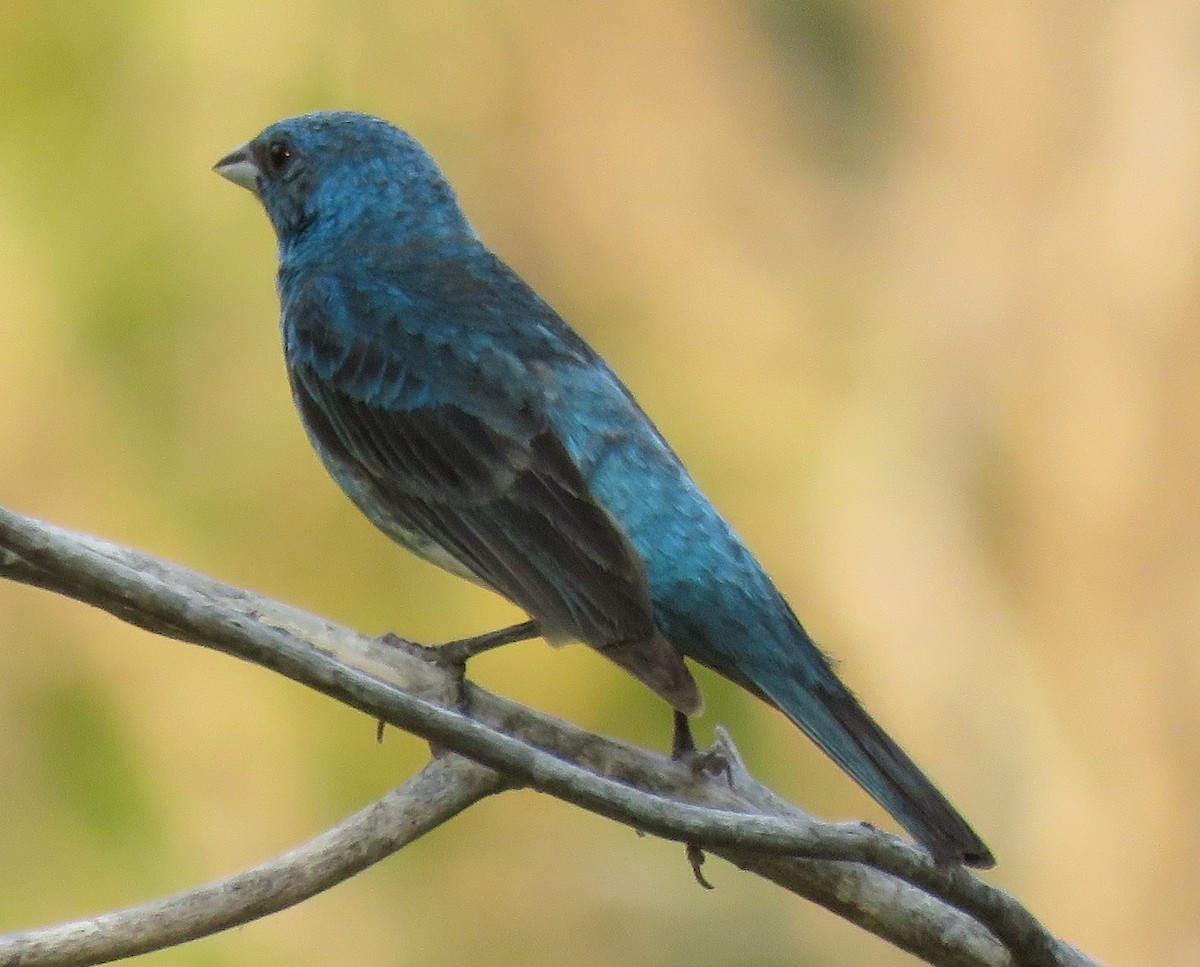Passerin indigo - ML64155801