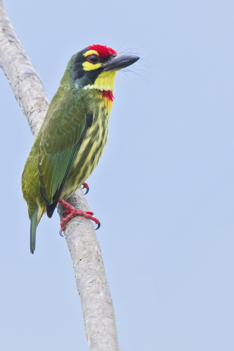Coppersmith Barbet - ML641558031