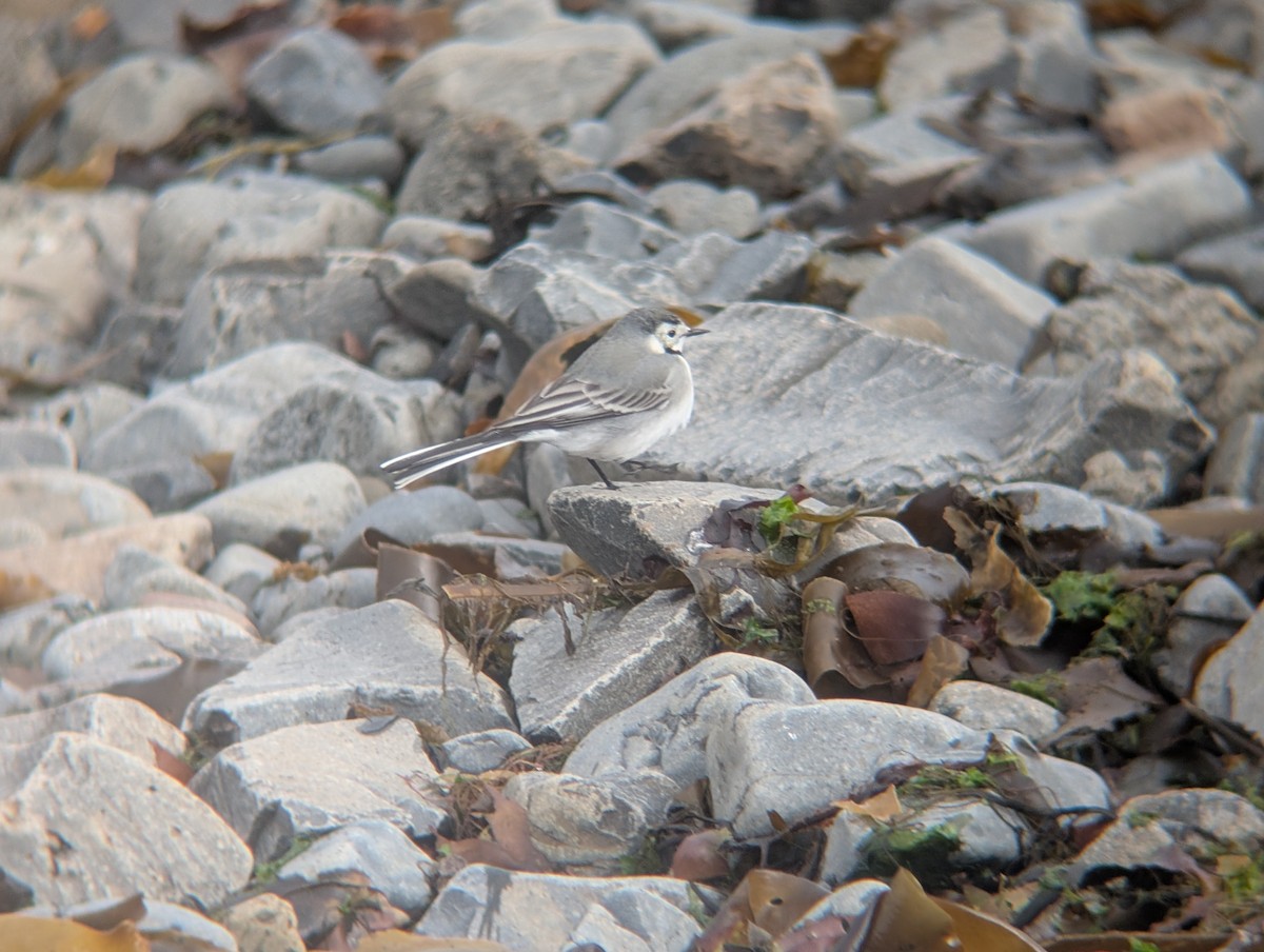 White Wagtail - ML641558032