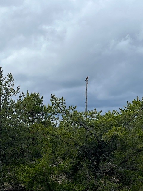 Sharp-shinned Hawk - ML641558047
