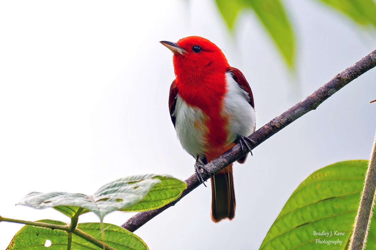 Scarlet-and-white Tanager - ML641558048