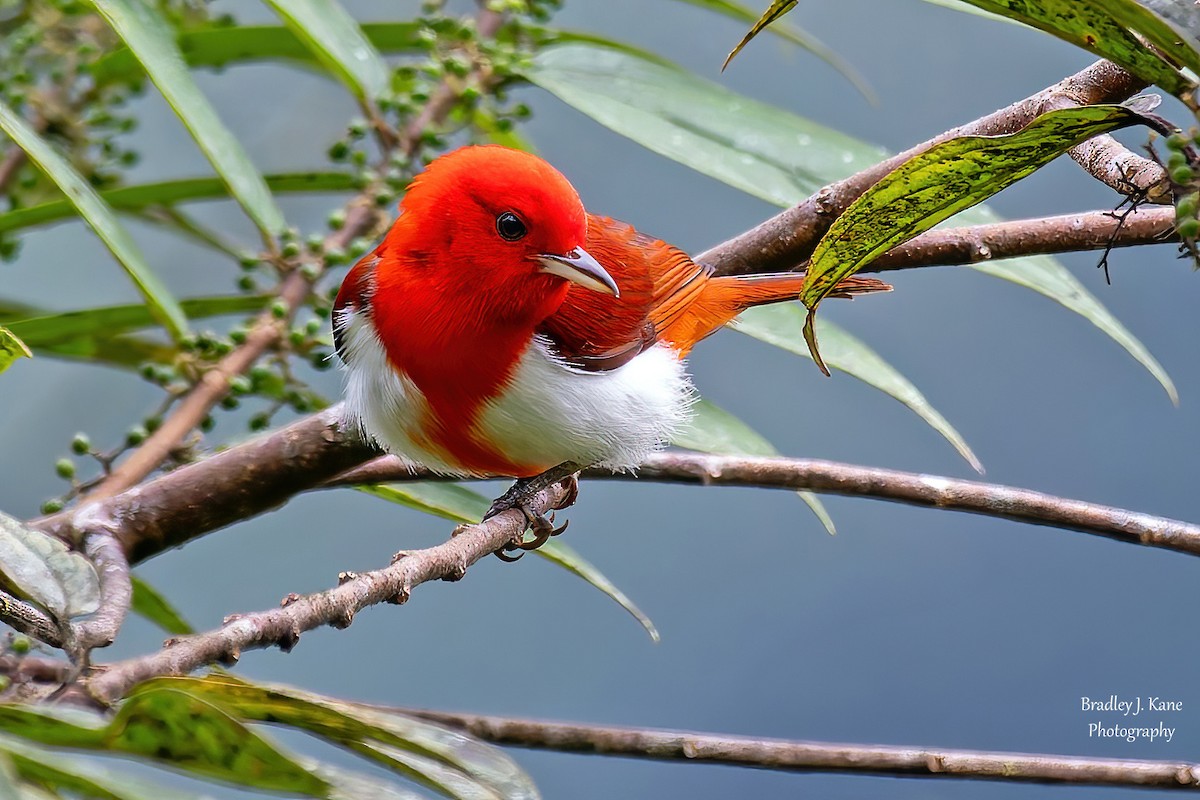 Scarlet-and-white Tanager - ML641558049