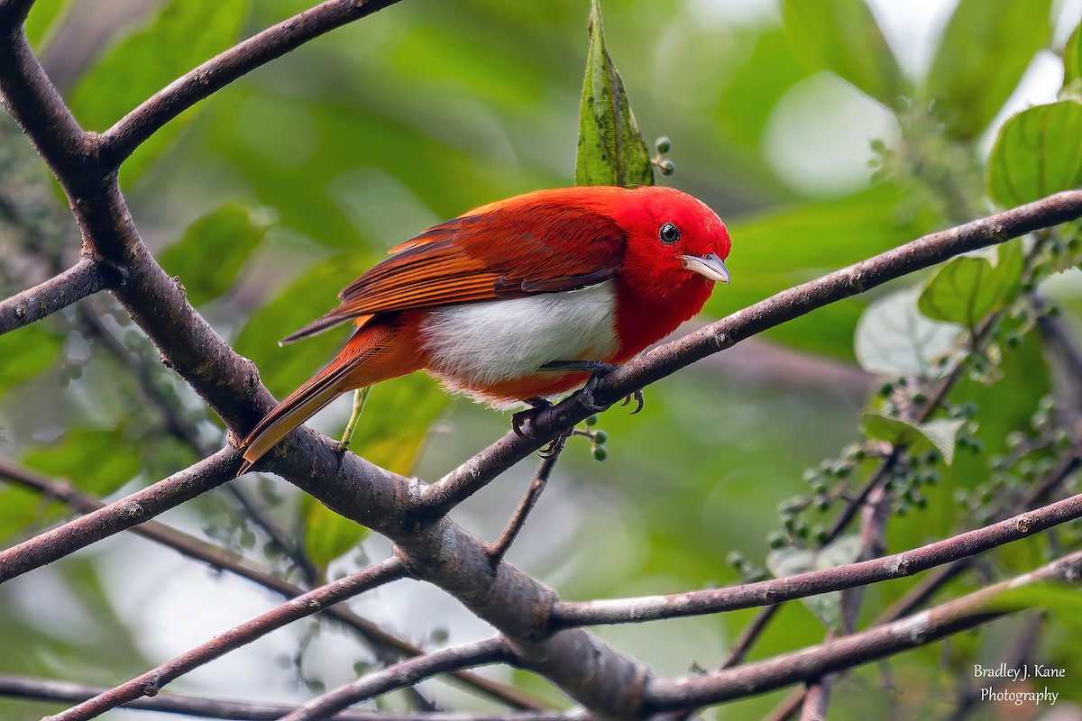 Scarlet-and-white Tanager - ML641558050