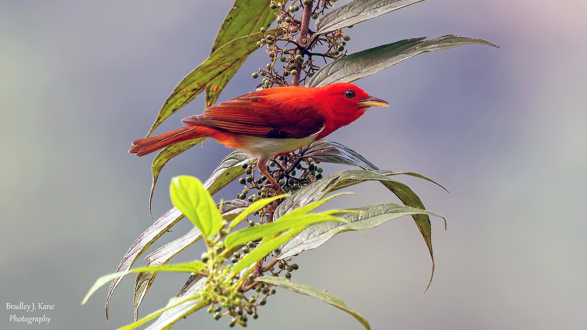 Scarlet-and-white Tanager - ML641558051