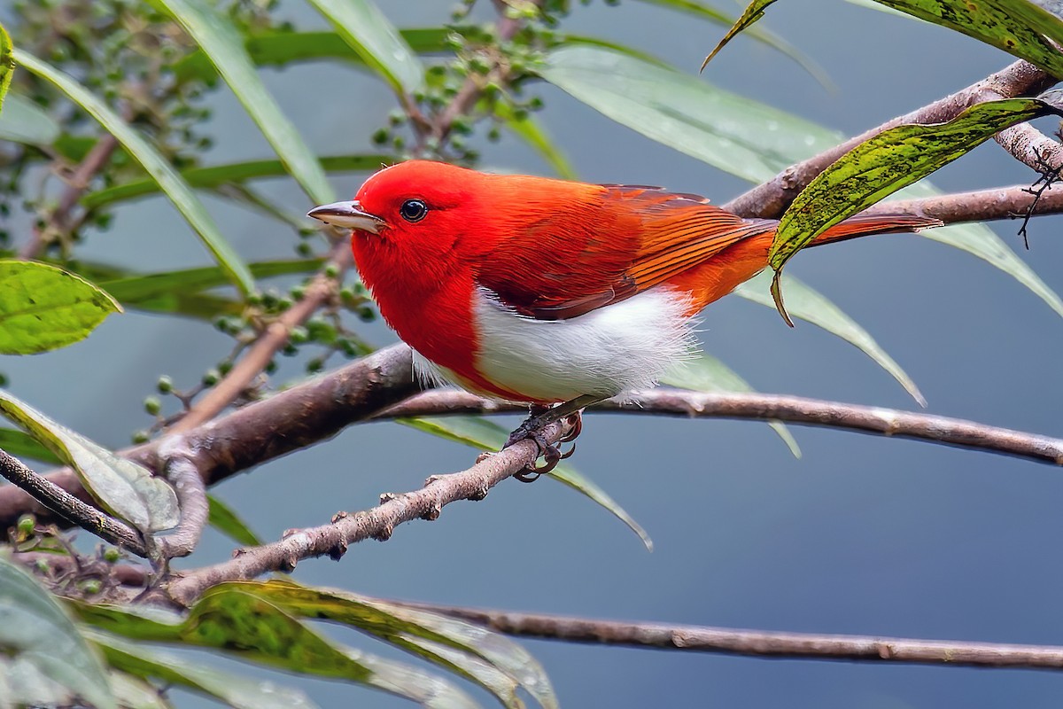 Scarlet-and-white Tanager - ML641558052