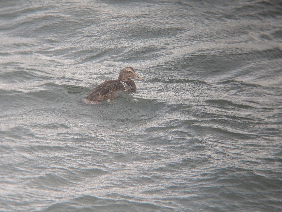 Common Eider - ML641558054