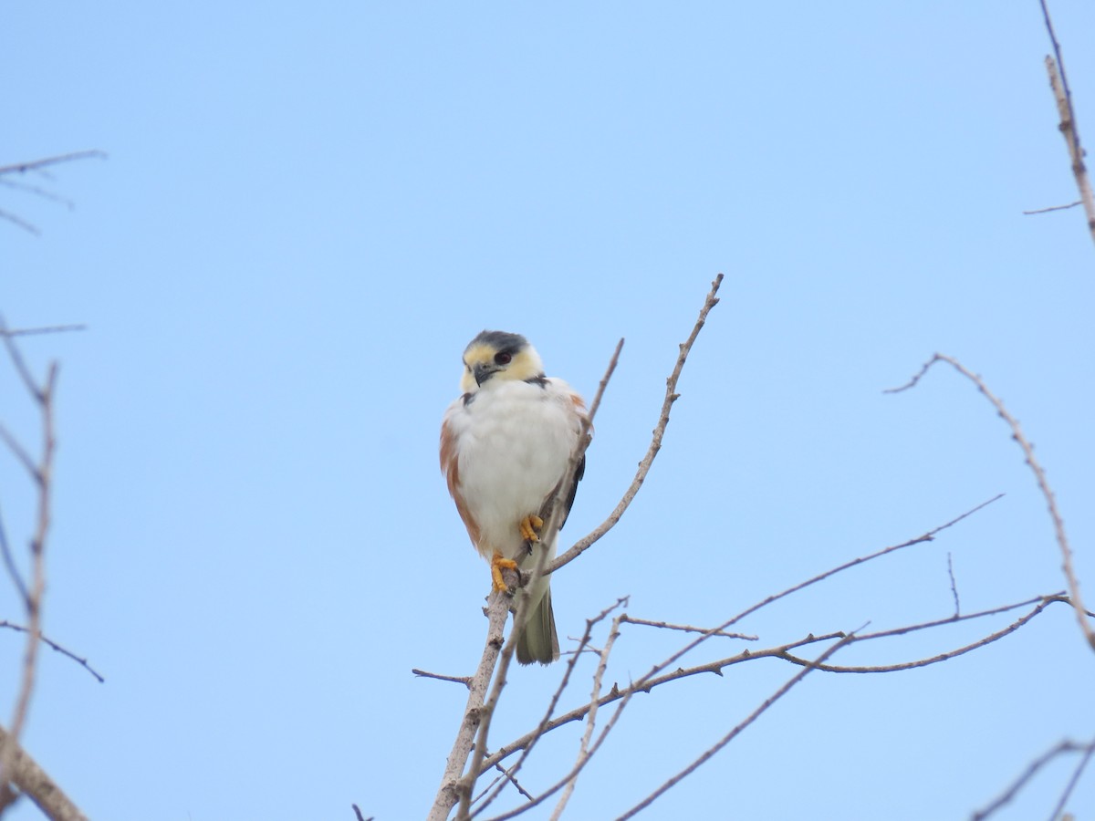 Pearl Kite - ML641558061