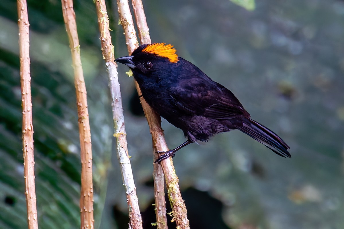 Tawny-crested Tanager - ML641558088