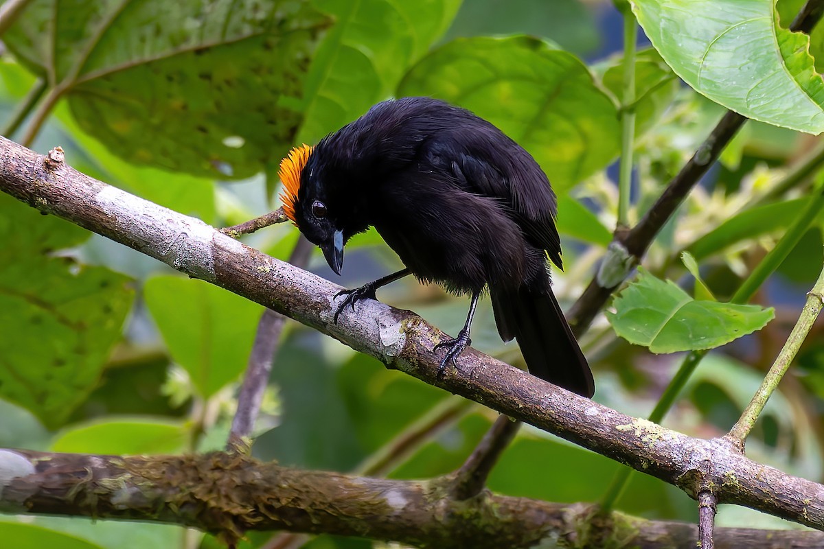 Tawny-crested Tanager - ML641558089