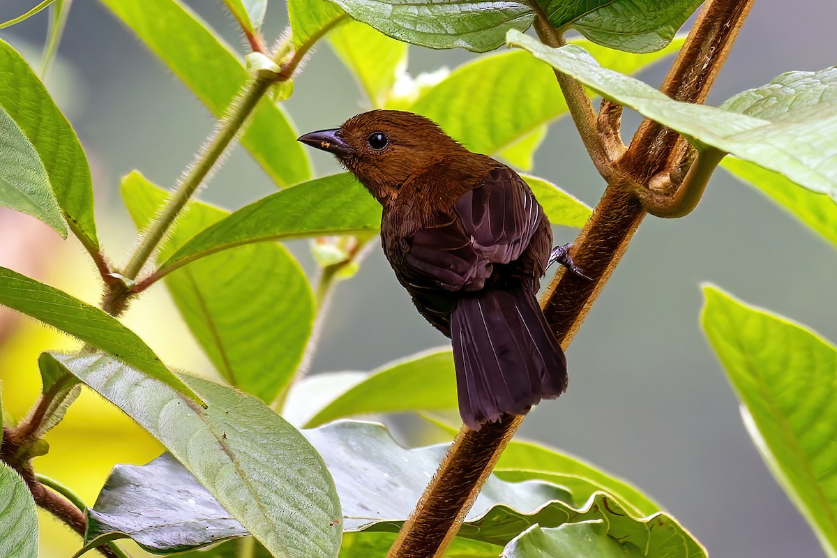 Tawny-crested Tanager - ML641558090
