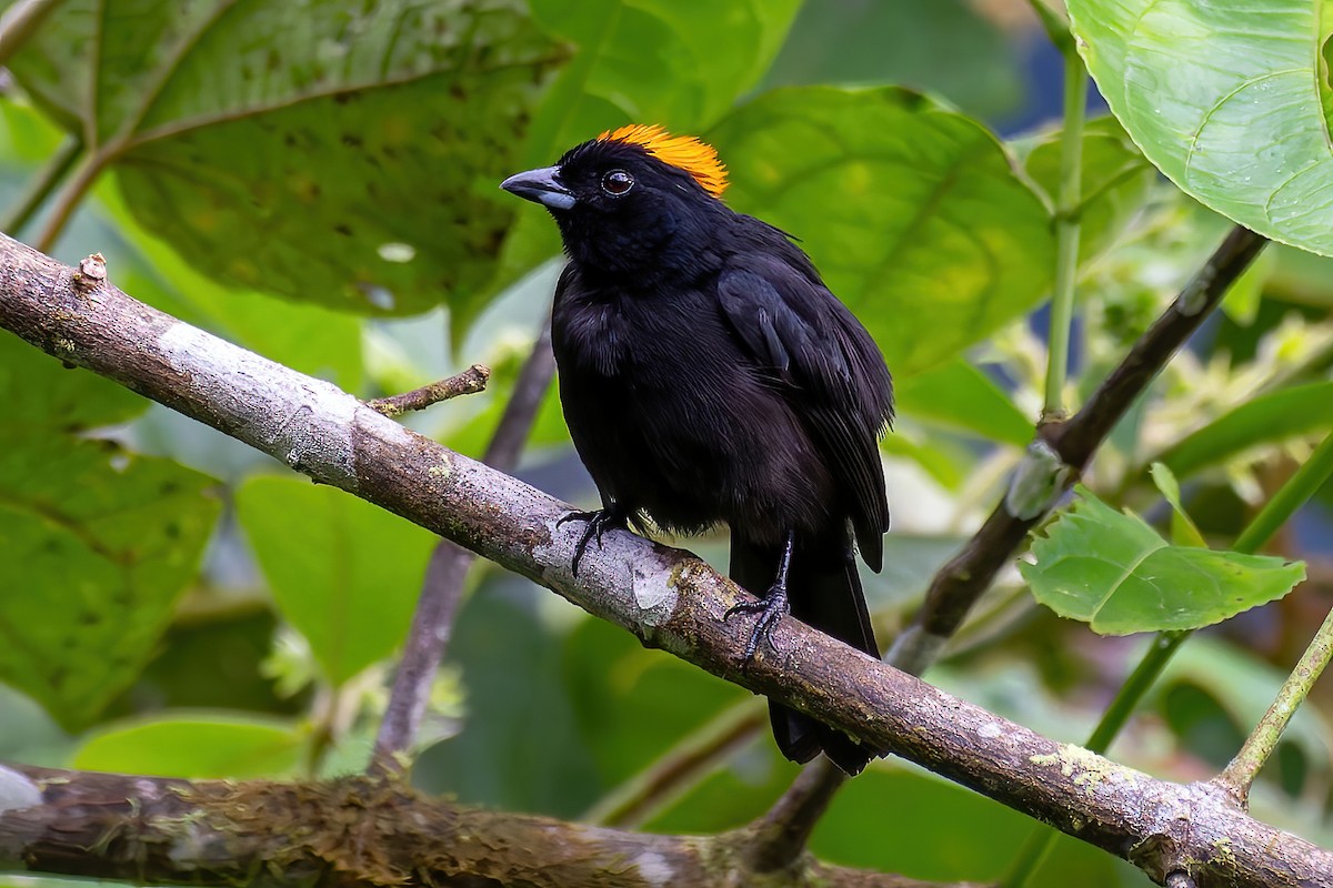 Tawny-crested Tanager - ML641558091