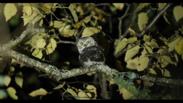 Northern Saw-whet Owl - ML641558198
