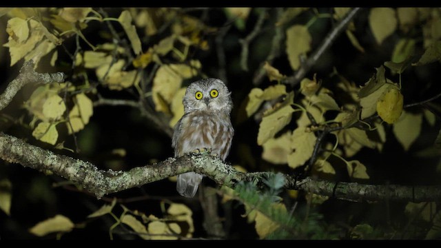 Northern Saw-whet Owl - ML641558199