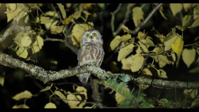 Northern Saw-whet Owl - ML641558203