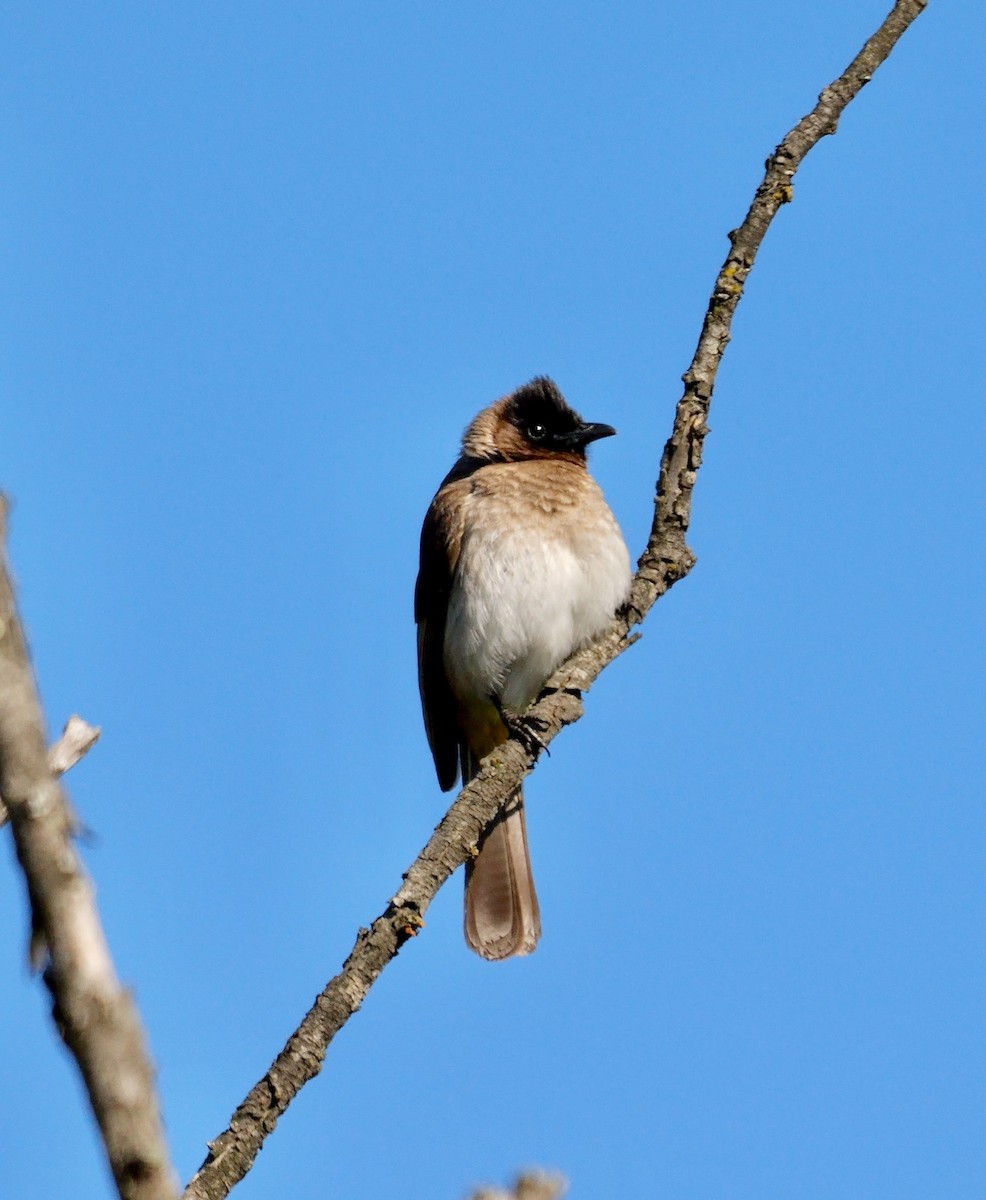 Common Bulbul (Dark-capped) - ML641558257