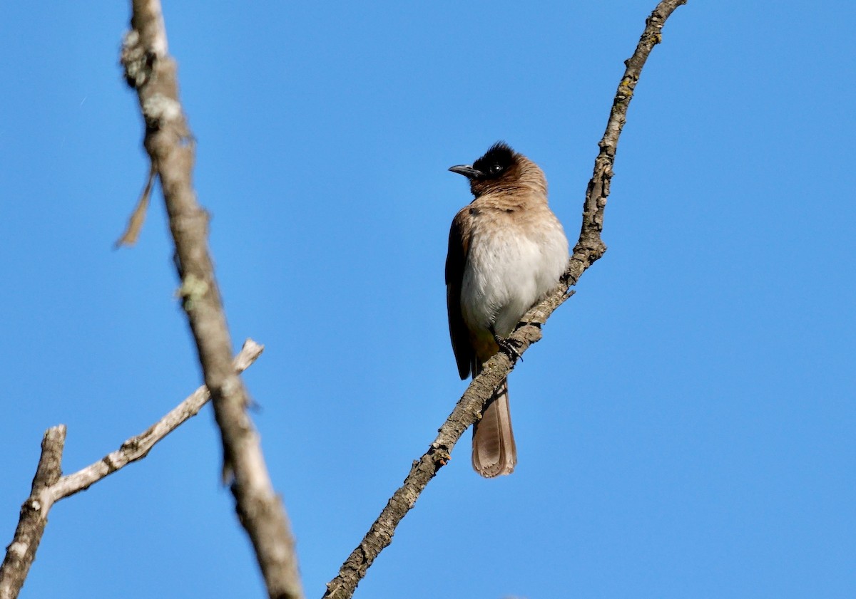 Common Bulbul (Dark-capped) - ML641558258
