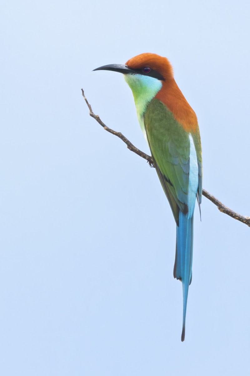 Rufous-crowned Bee-eater - ML641558275