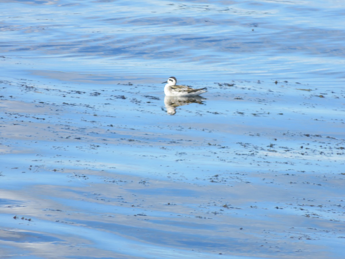 Red-necked Phalarope - ML641558372