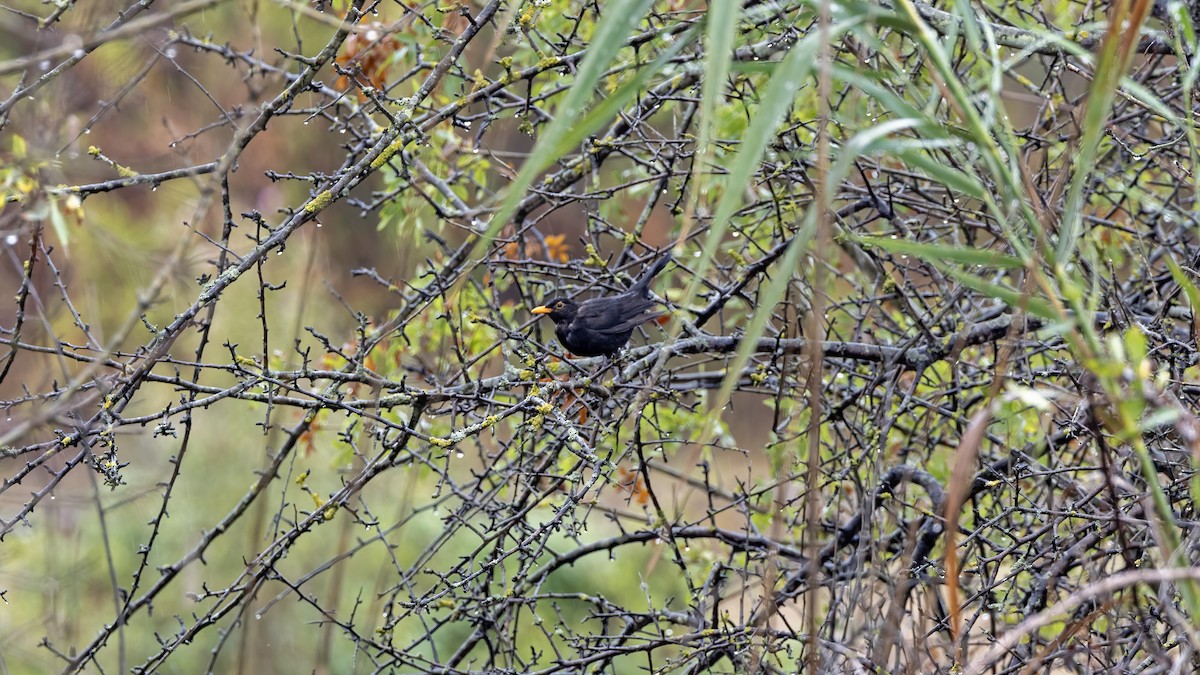 Eurasian Blackbird - ML641558466